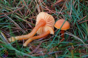 Hygrocybe miniata (1200 x 800).jpg_product_product_product